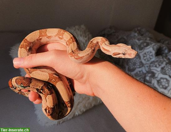 Handzahme Boa Constrictor Imperator abzugeben