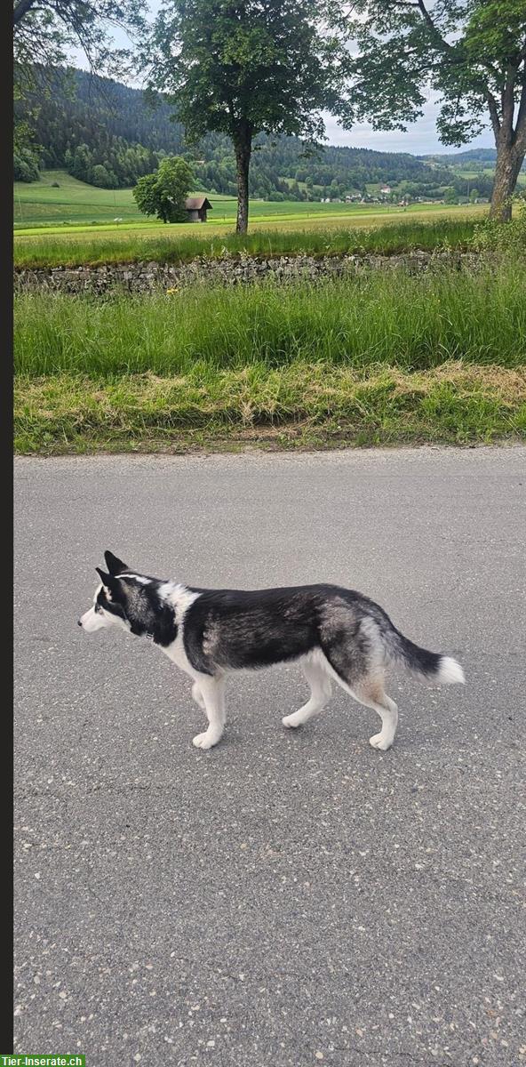 Bild 2: Siberian Husky Hündin sucht ein Zuhause