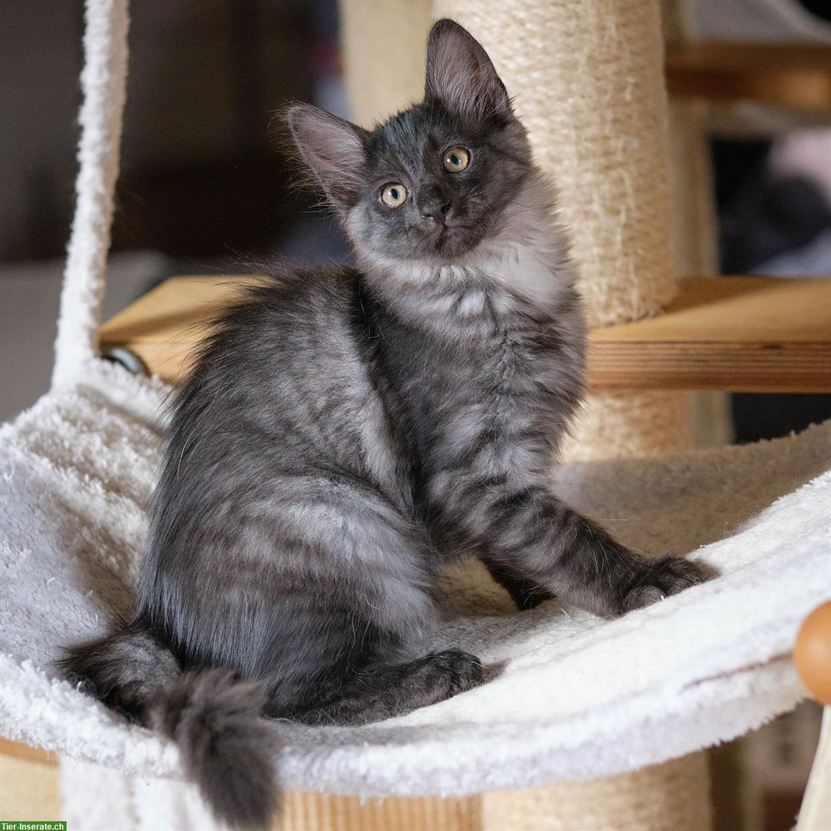 Türkisch Angora Kitten mit Stammbaum