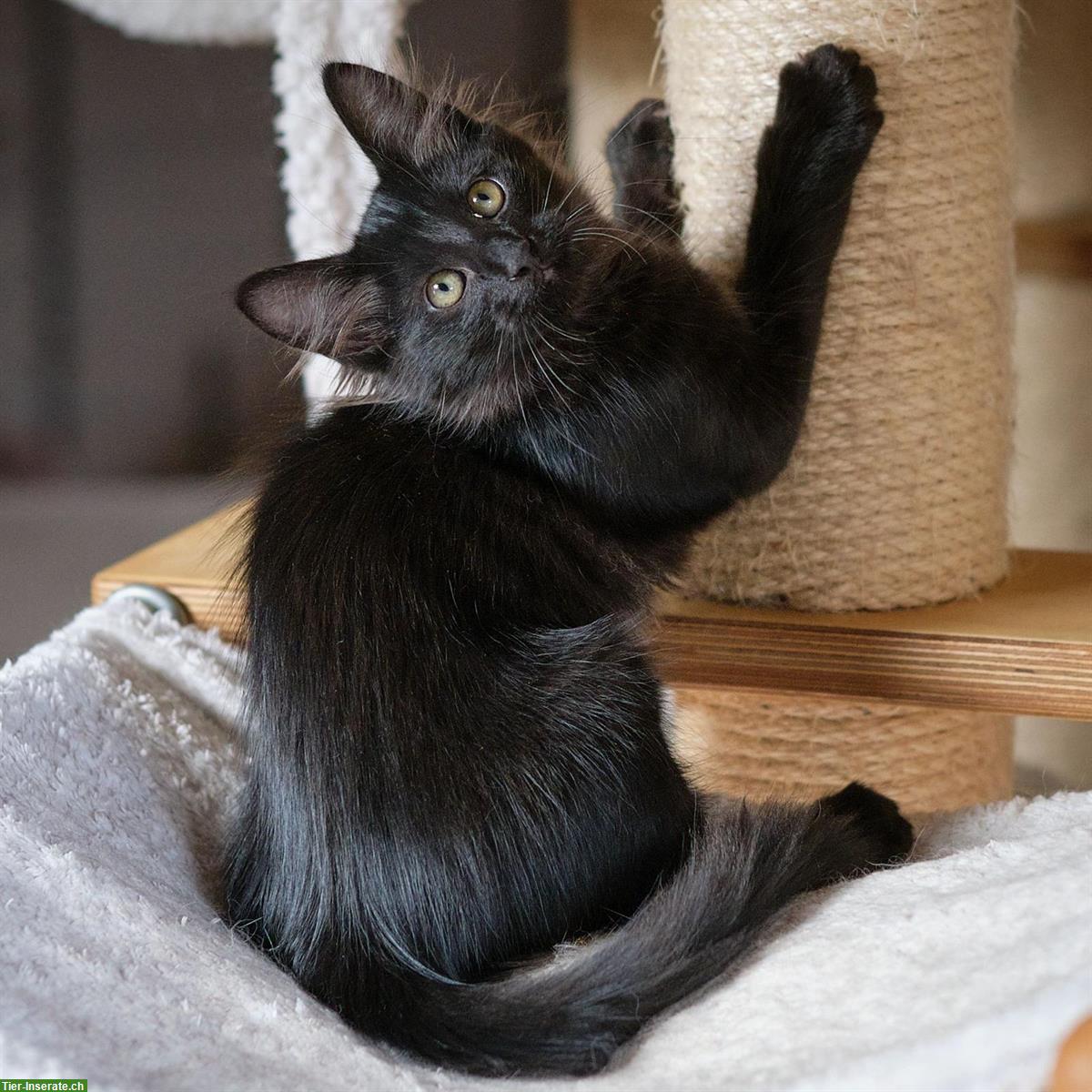 Bild 2: Türkisch Angora Kitten mit Stammbaum