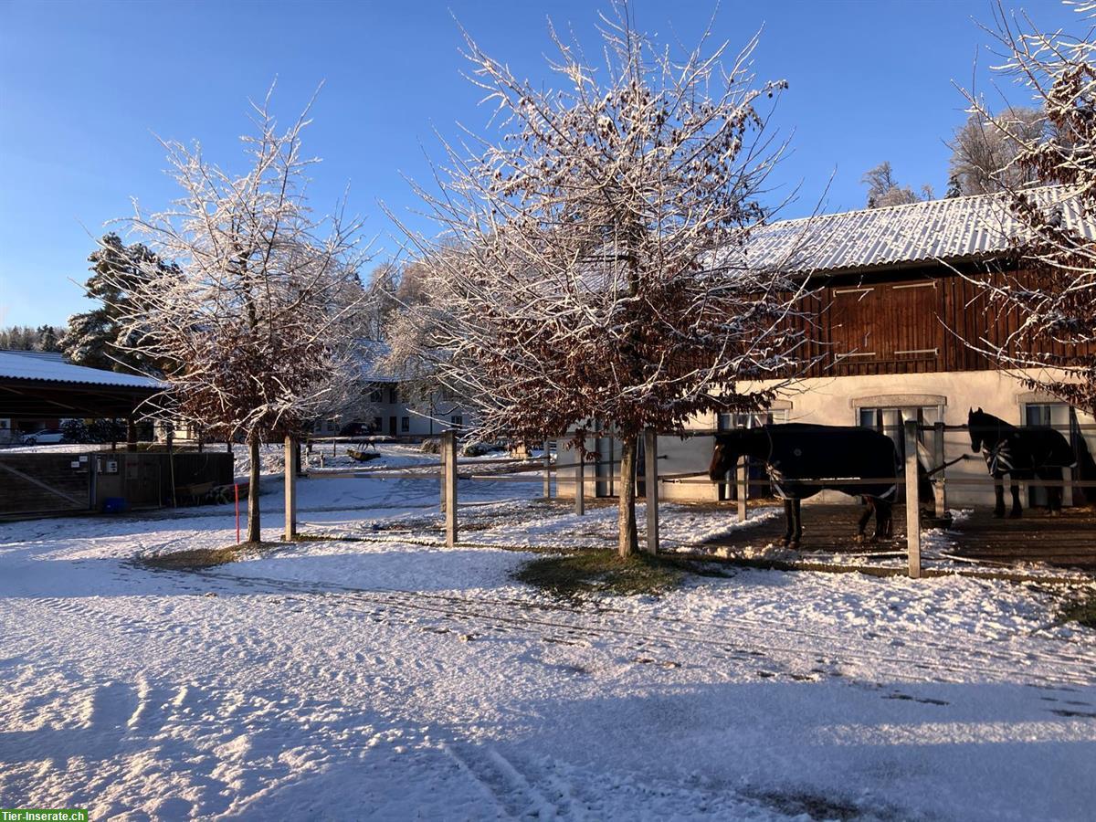 Auslaufboxe zu vermieten in Egg, Zürcher Oberland