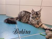 Maine Coon Kitten mit Stammbaum suchen Zuhause