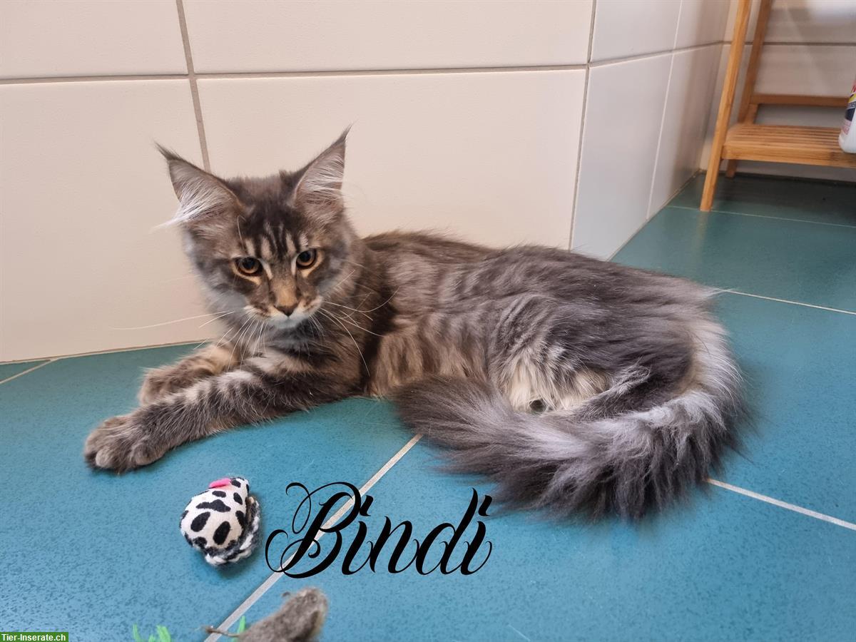 Bild 3: Maine Coon Kitten mit Stammbaum suchen Zuhause