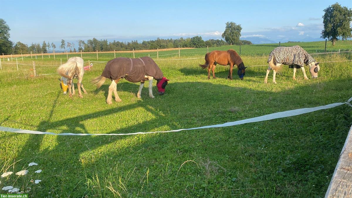 Bild 2: Freier Platz im Gruppenauslaufstall, Isländer-Herde