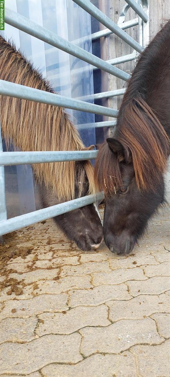 Bild 5: Freier Platz im Gruppenauslaufstall, Isländer-Herde