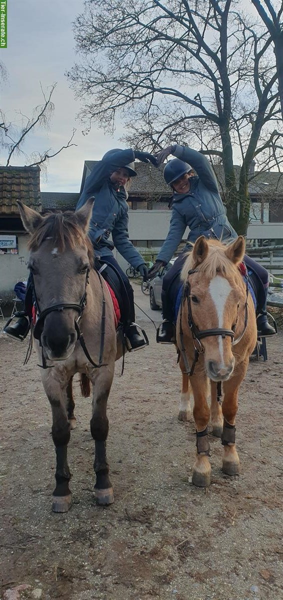 Reiten mit Ponys & (Klein)Pferde in Münsingen