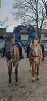 Reiten mit Ponys & (Klein)Pferde in Münsingen