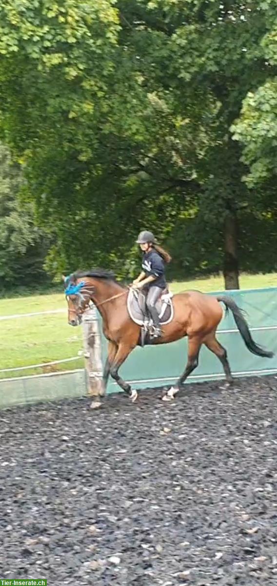 Bild 2: Reiten mit Ponys & (Klein)Pferde in Münsingen