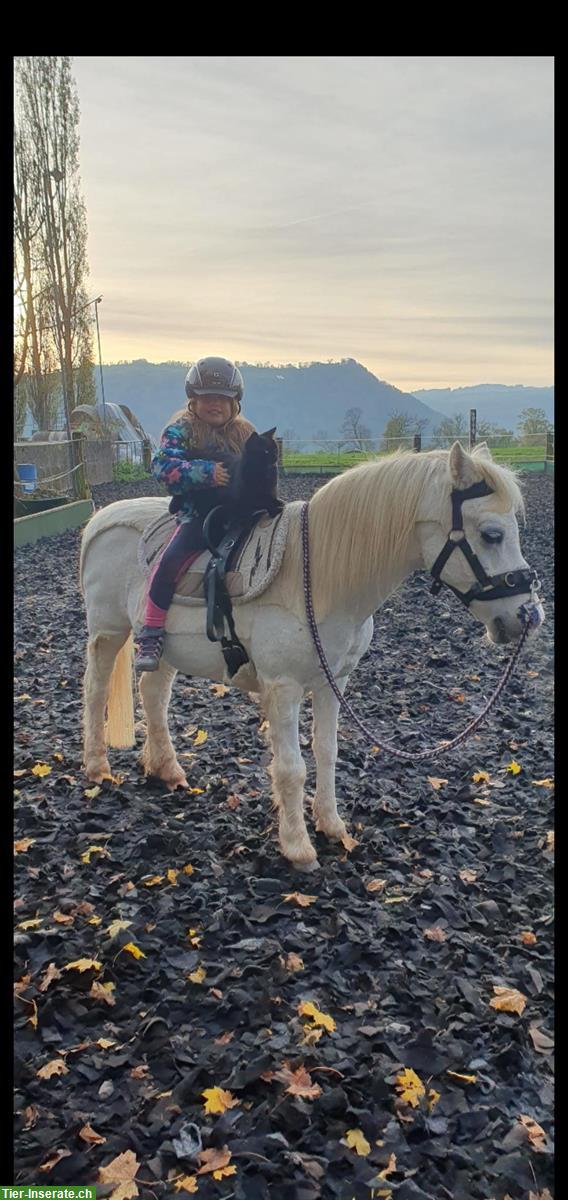 Bild 3: Reiten mit Ponys & (Klein)Pferde in Münsingen