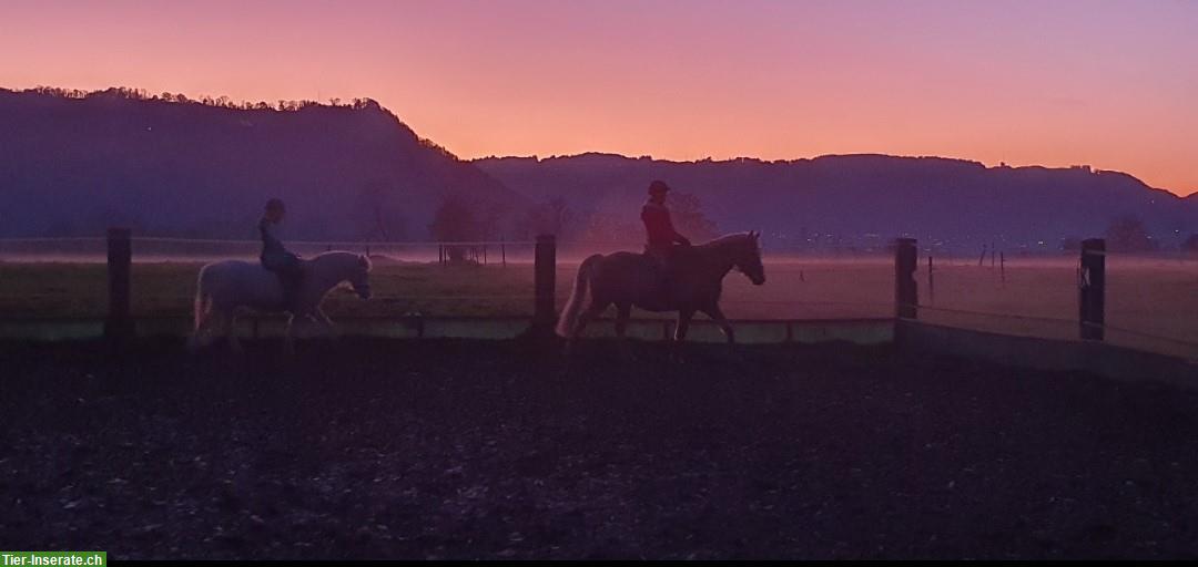 Bild 4: Reiten mit Ponys & (Klein)Pferde in Münsingen