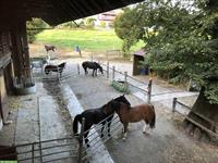 Auslaufstall / Pferdeboxe in Habstetten- Bolligen