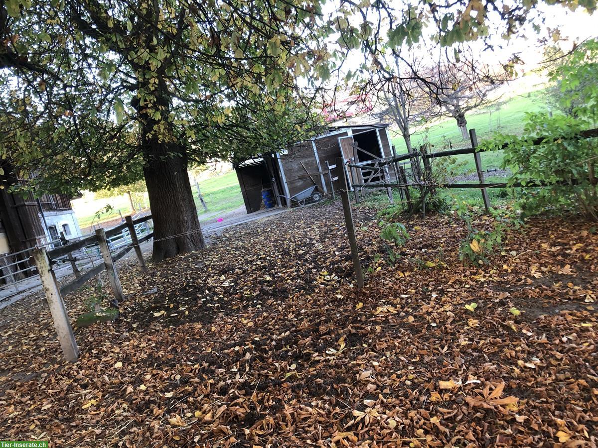 Bild 5: Auslaufstall / Pferdeboxe in Habstetten- Bolligen