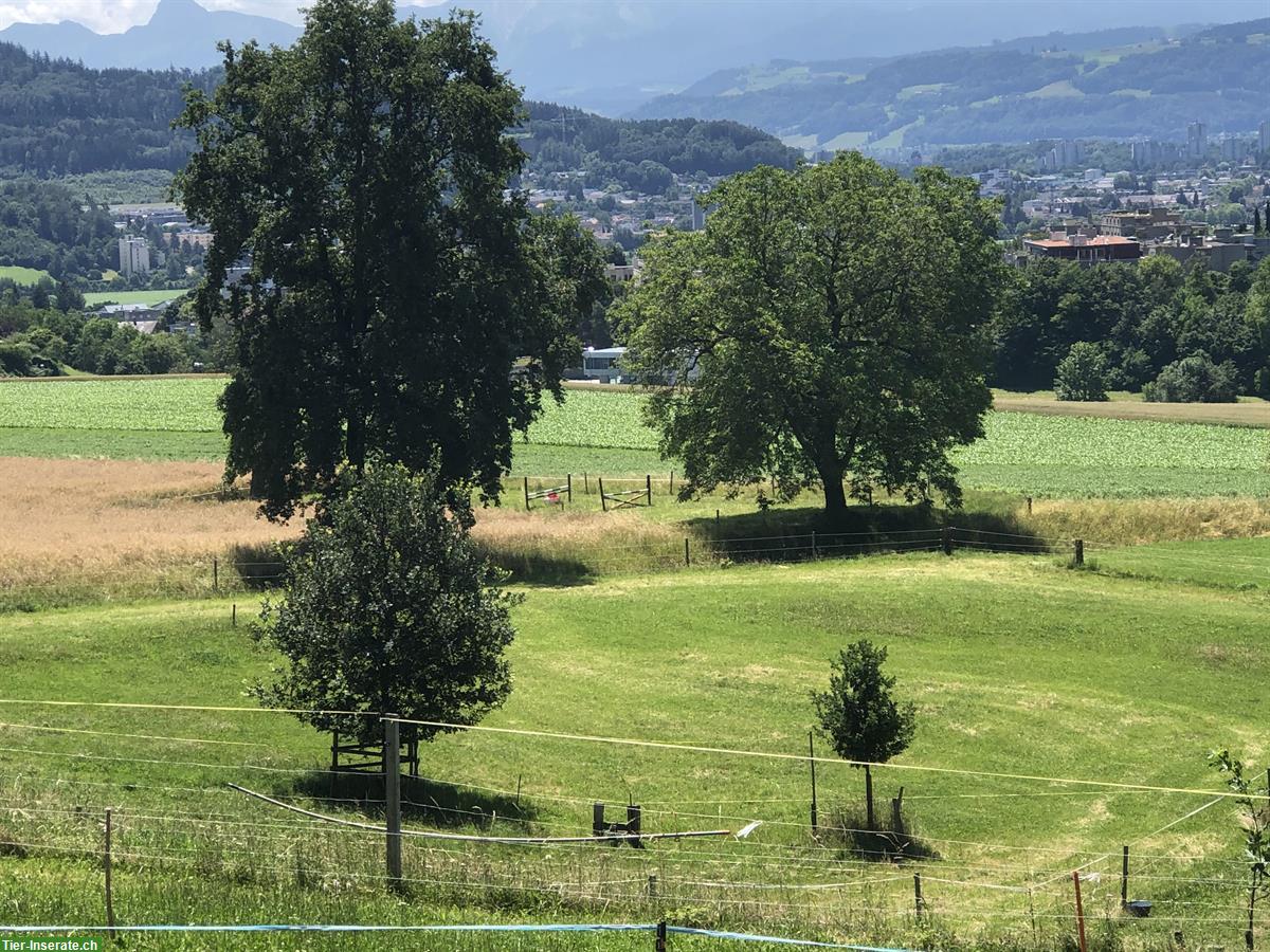 Bild 6: Auslaufstall / Pferdeboxe in Habstetten- Bolligen