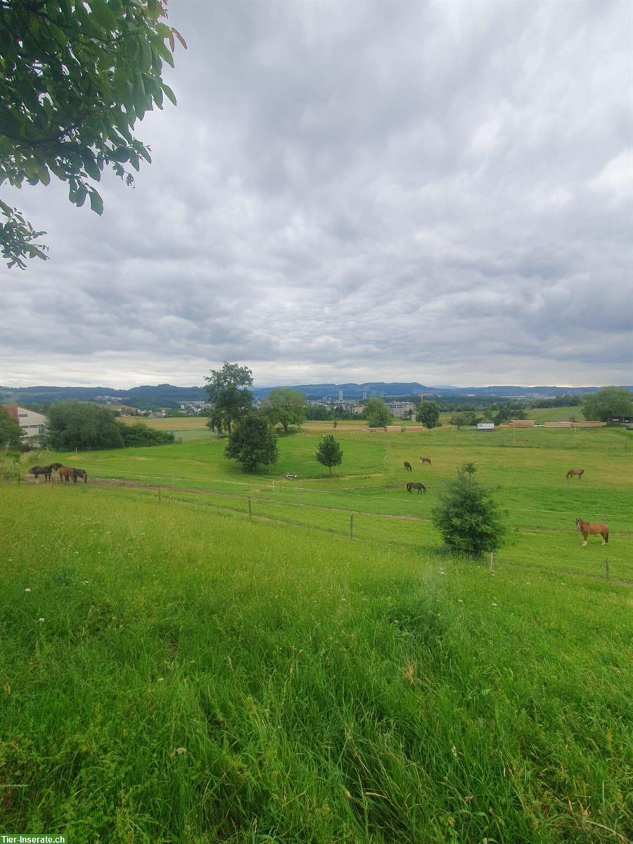 Bild 7: Auslaufstall / Pferdeboxe in Habstetten- Bolligen