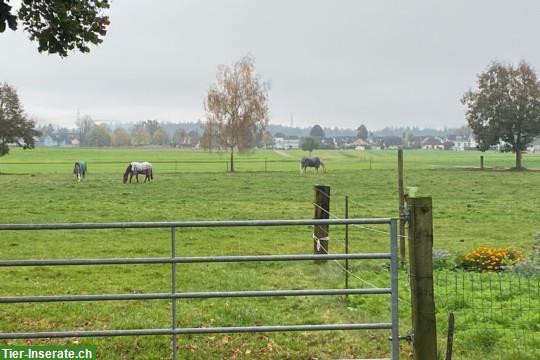 Bild 4: Pferdeboxe mit Gruppenauslauf in Kiesen BE