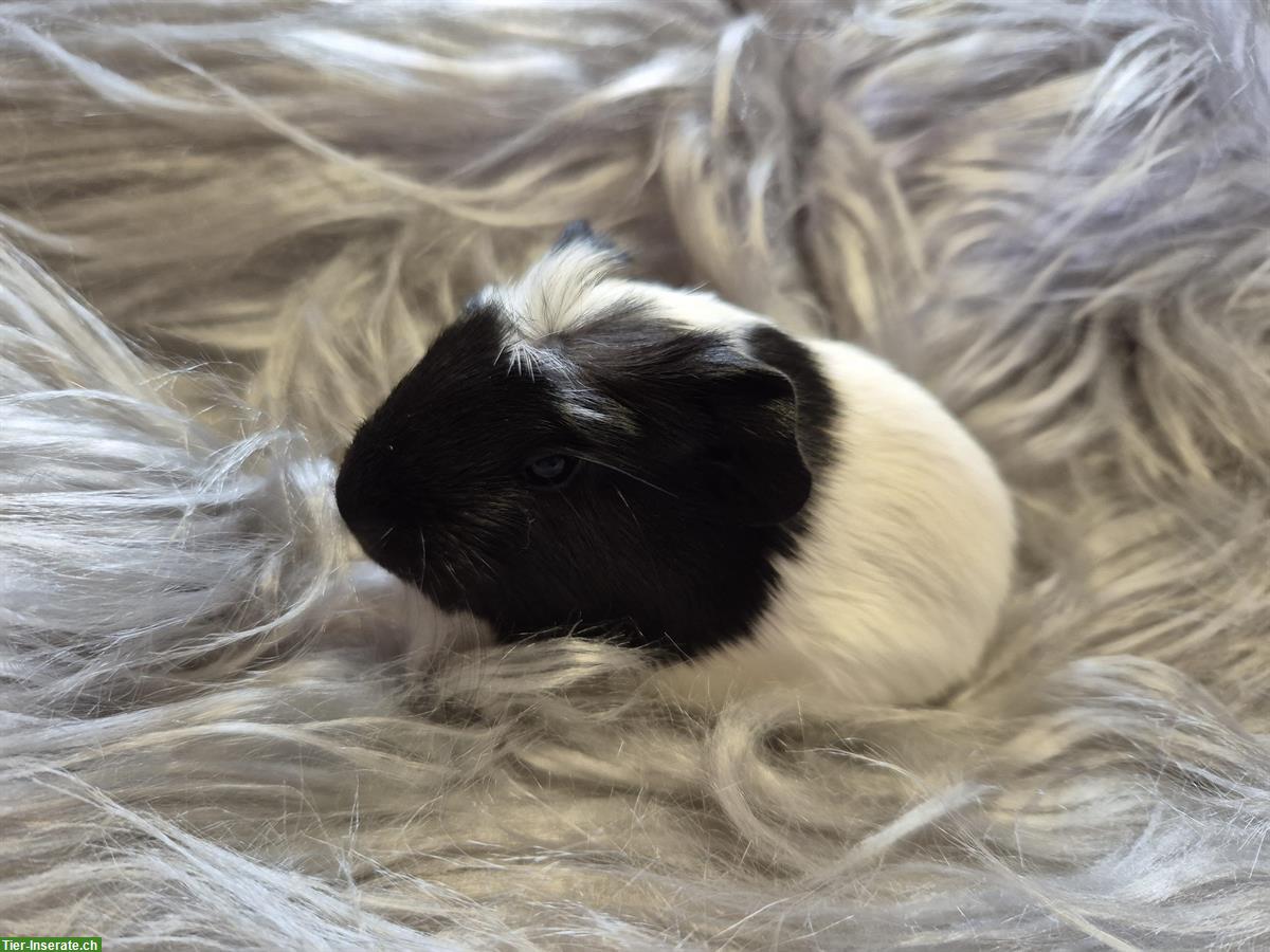 Bild 2: Süsses Crested Meerschweinchen Männchen