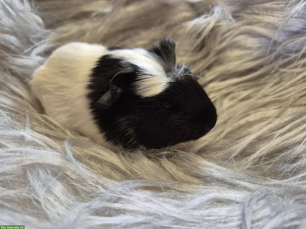 Bild 4: Süsses Crested Meerschweinchen Männchen