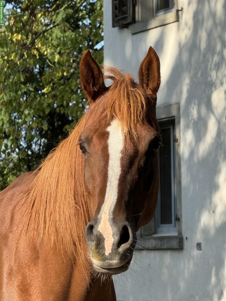 Reitbeteiligung auf Araberstute in Hombrechtikon, ZH-Oberland