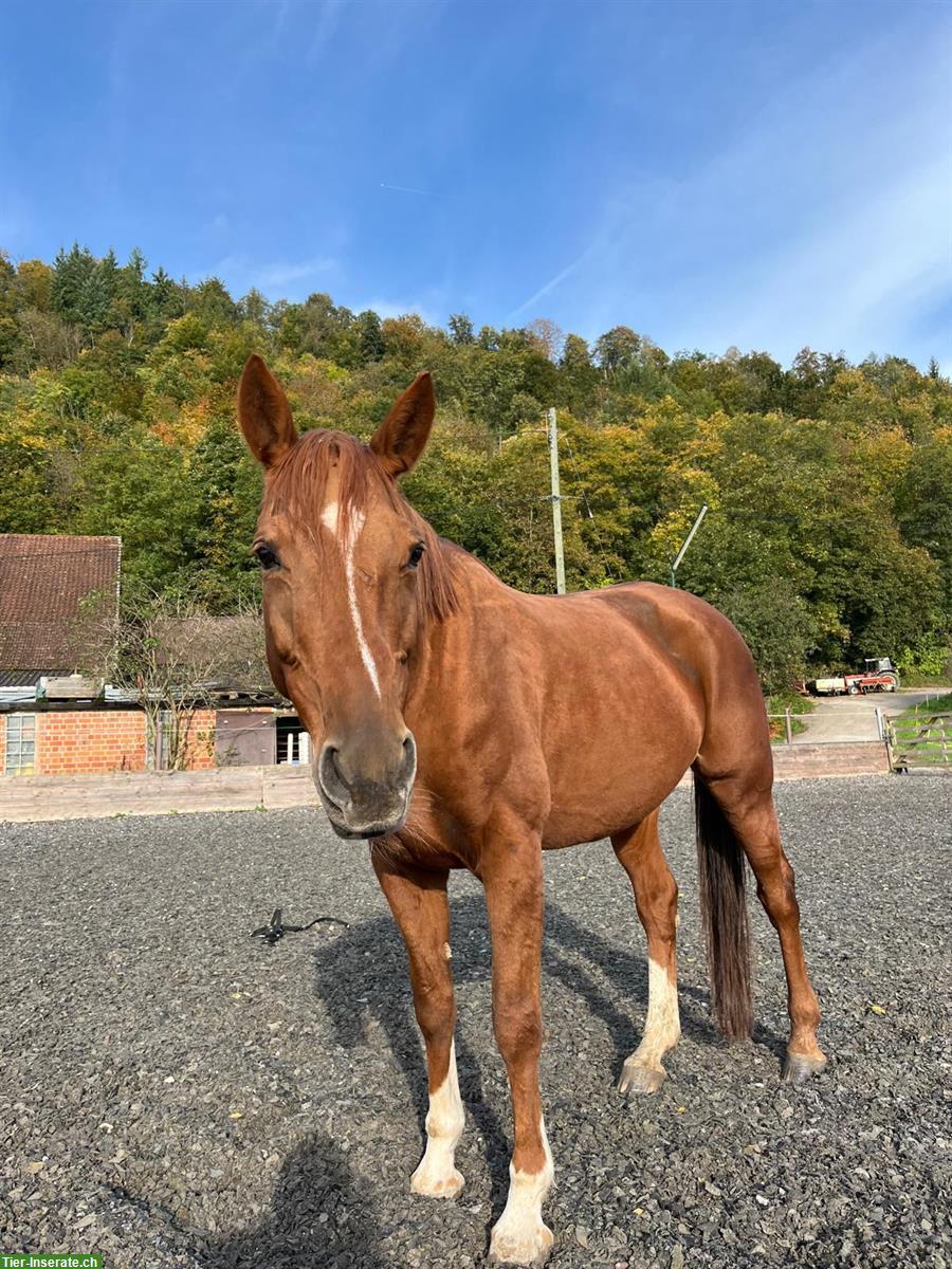 Bild 3: Biete Reitbeteiligung/Pflegebeteiligung auf Stute in Liestal