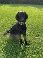 Reinrassiger Flat Coated Retriever Rüde mit Stammbaum