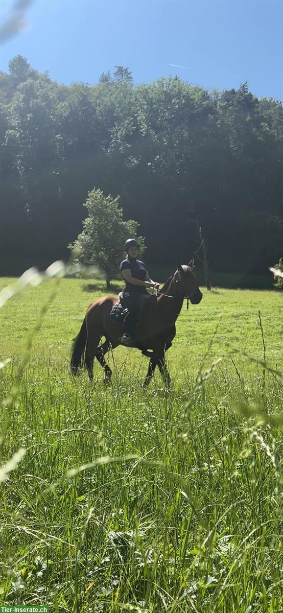 Bild 5: Reitcoaching - Angst beim Reiten kann JEDEN treffen!