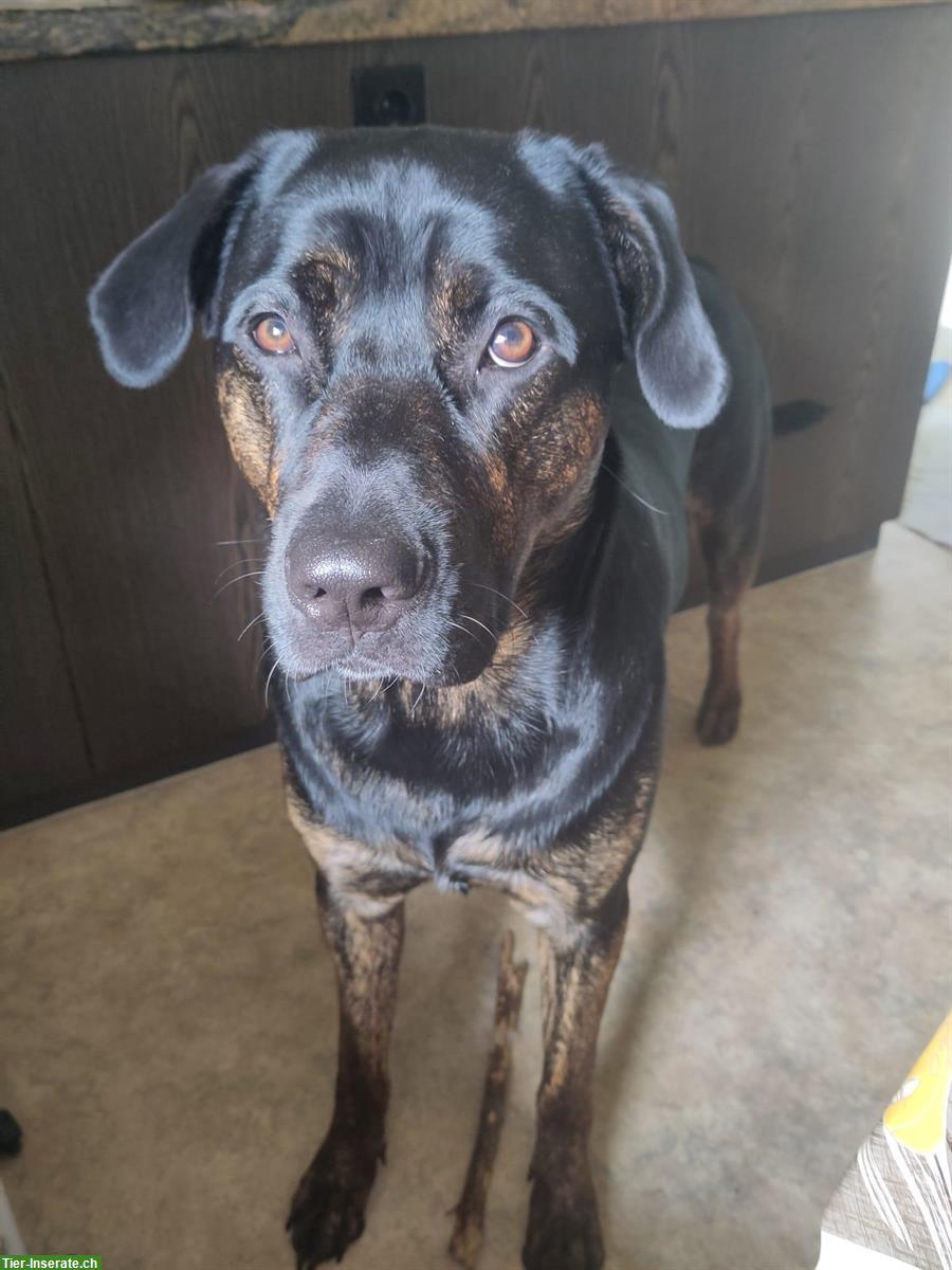 Cane Corso Mix Rüde abzugeben aus gesundheitlichen Gründen