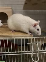 Handzahmes Ratten Weibchen sucht neues Zuhause