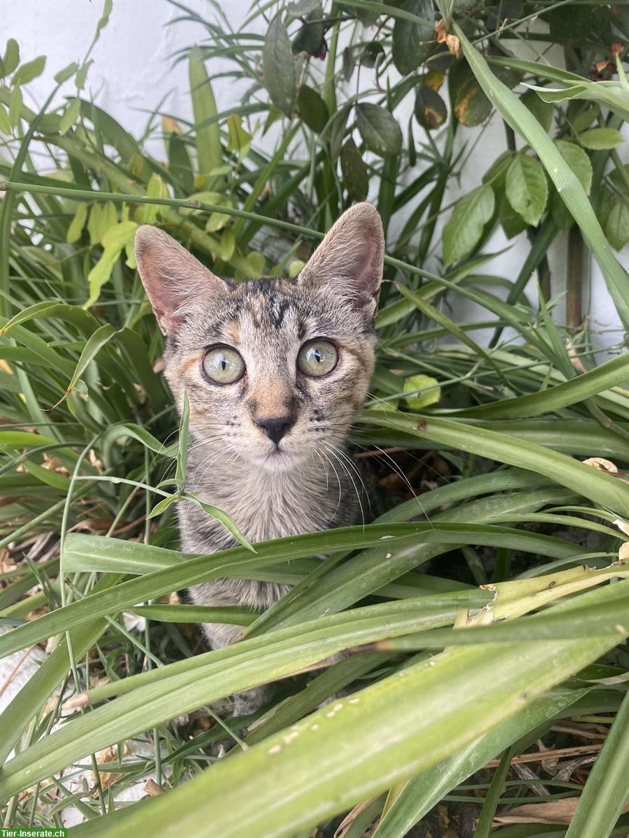 Bild 5: Schöne Kitten, männlich & weiblich abzugeben