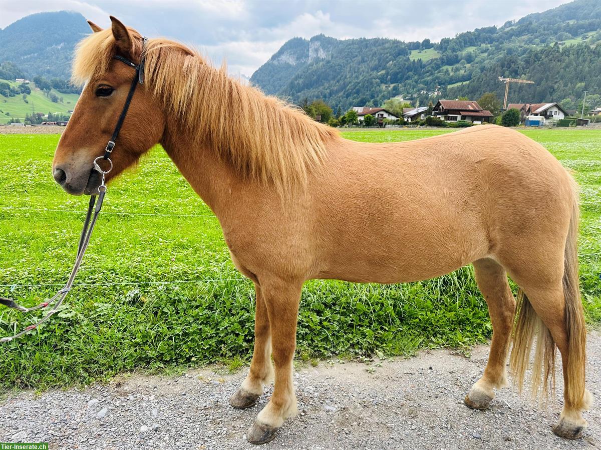 Bild 2: Grosser, cooler Islandpferde Wallach mit viel Tölt