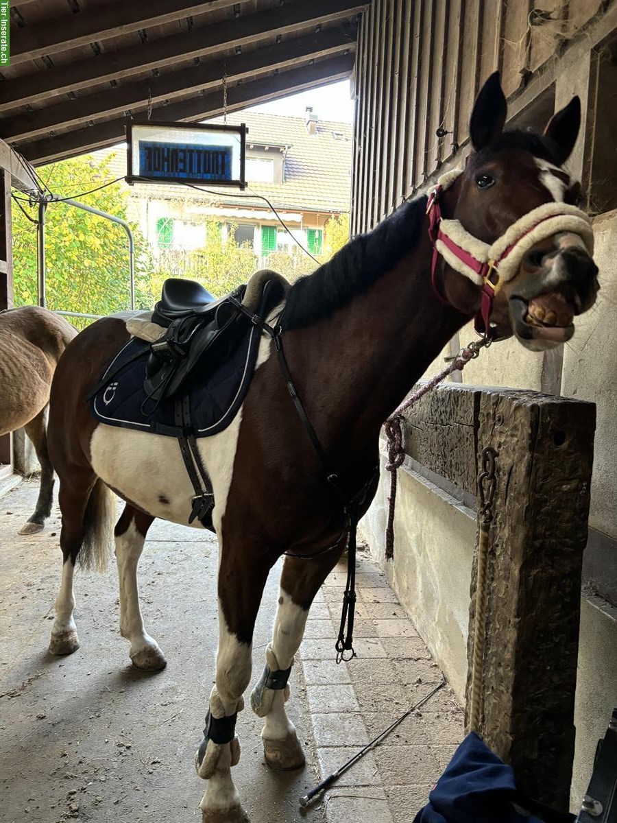 Stall gesucht für 2 Ponys im Raum Winterthur/Thurgau