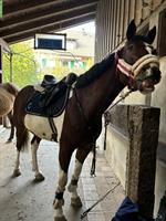 Stall gesucht für 2 Ponys im Raum Winterthur/Thurgau