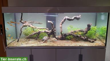 Bild 2: Tolles Aquarium Eheim Incpiria 500 LED zu verkaufen