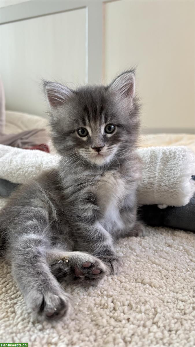 Bild 2: Maine Coon x Sibirer Katerli zu vergeben