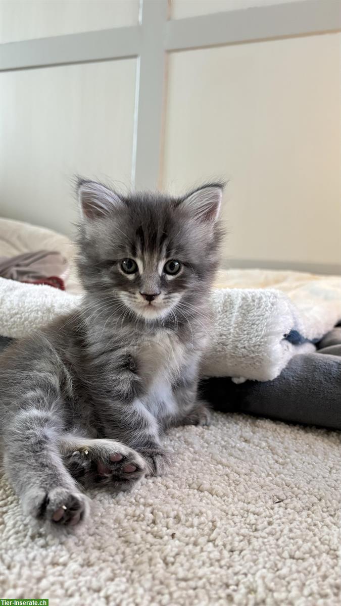 Bild 3: Maine Coon x Sibirer Katerli zu vergeben