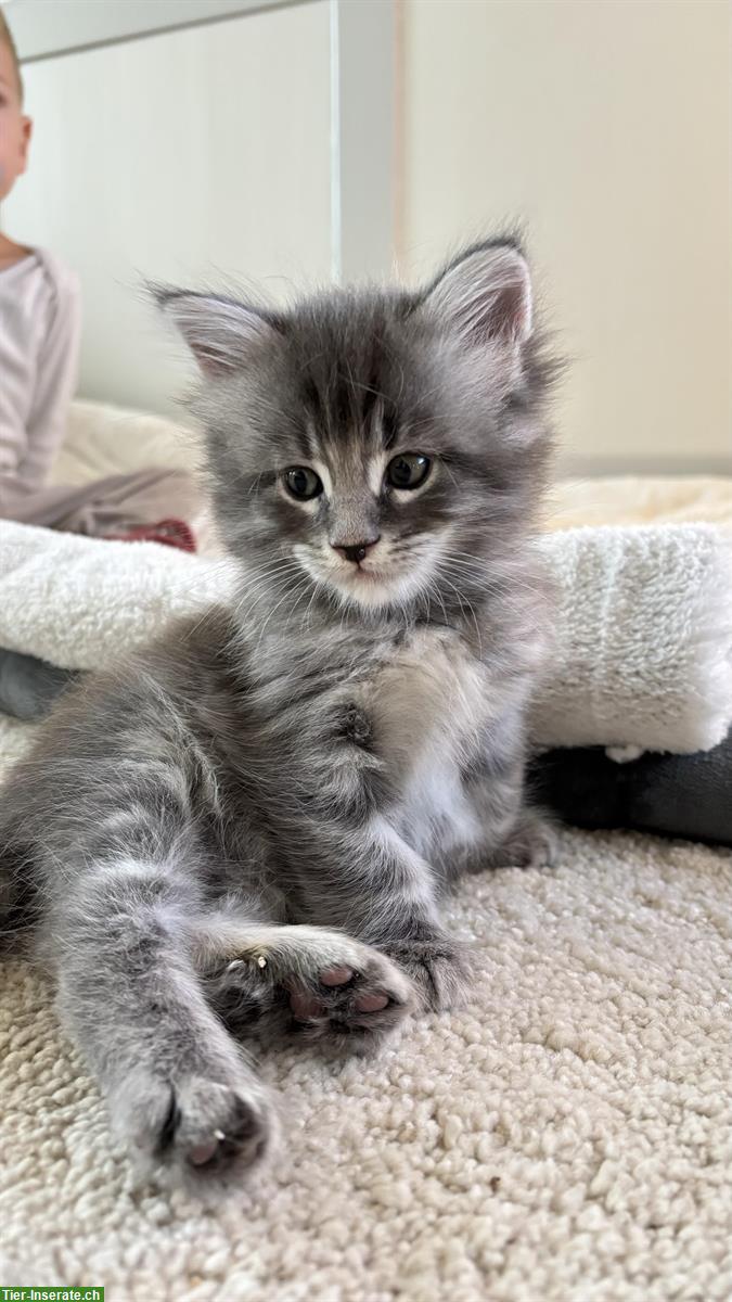 Bild 4: Maine Coon x Sibirer Katerli zu vergeben