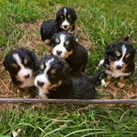 Berner Sennenhund Welpen, weiblich & männlich