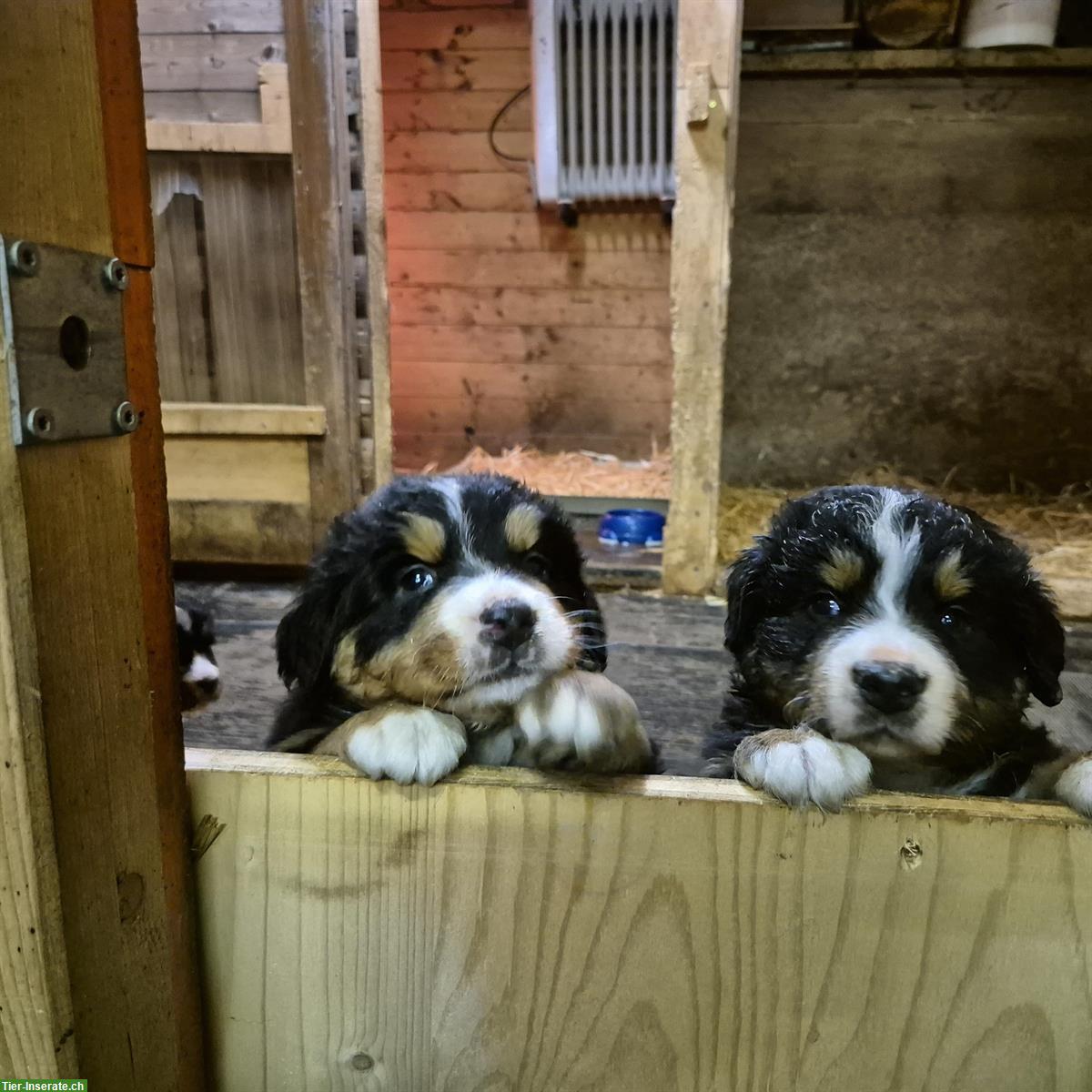 Bild 2: Berner Sennenhund Welpen, weiblich & männlich