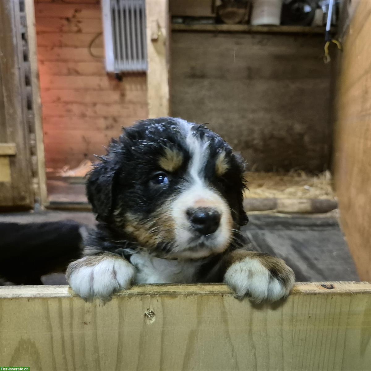 Bild 3: Berner Sennenhund Welpen, weiblich & männlich