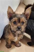 Yorkshire Terrier Welpen, reinrassig zu verkaufen