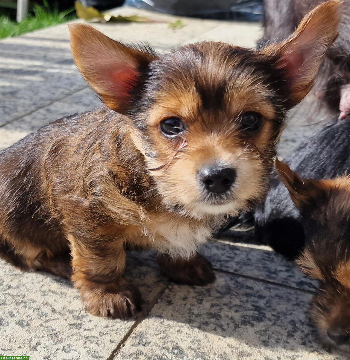 Bild 5: Yorkshire Terrier Welpen, reinrassig zu verkaufen