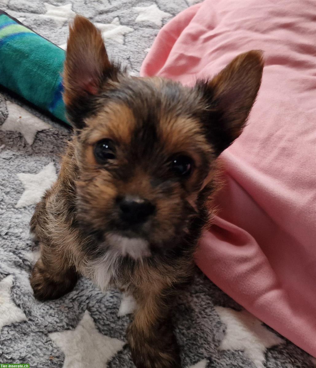 Bild 7: Yorkshire Terrier Welpen, reinrassig zu verkaufen