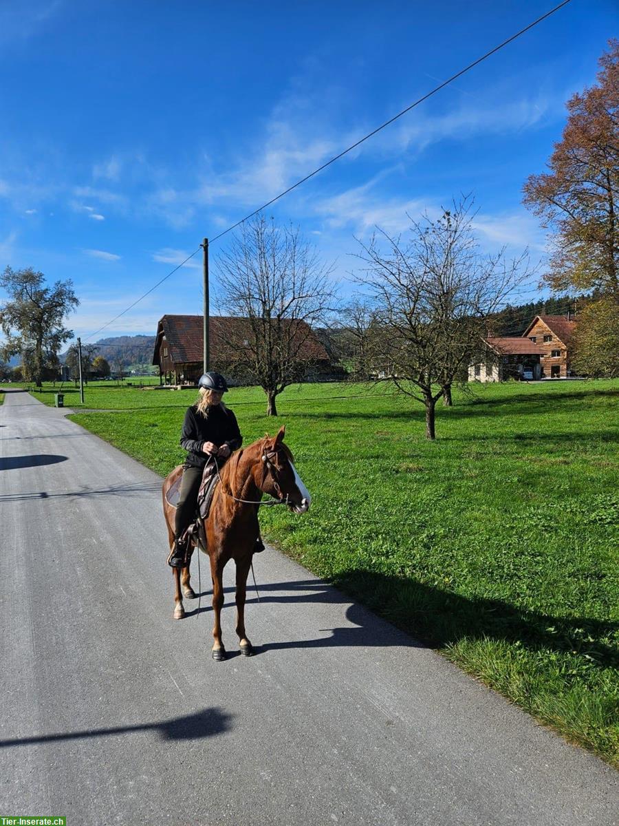 Bild 2: Super Pony Stute, 4½-jährig, anhänglich & lieb