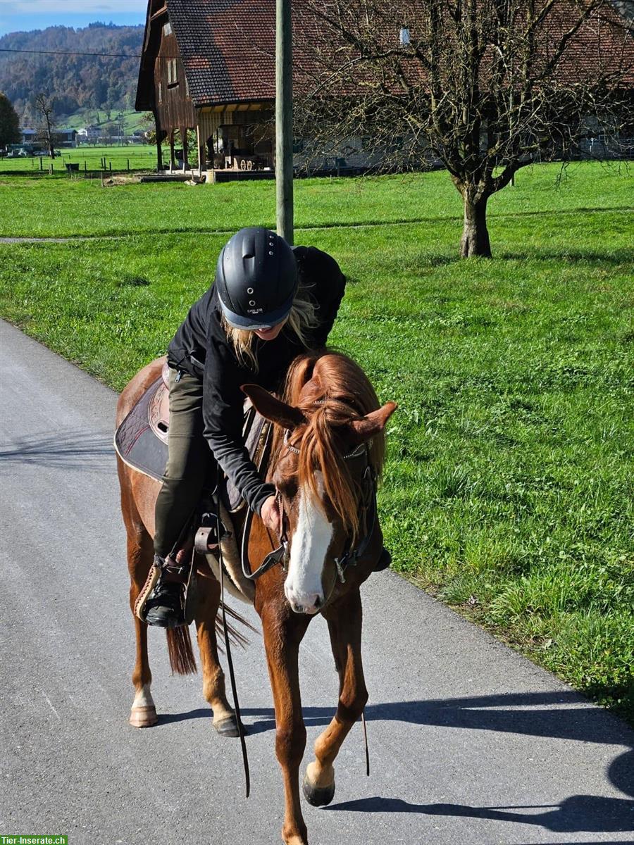 Bild 3: Super Pony Stute, 4½-jährig, anhänglich & lieb