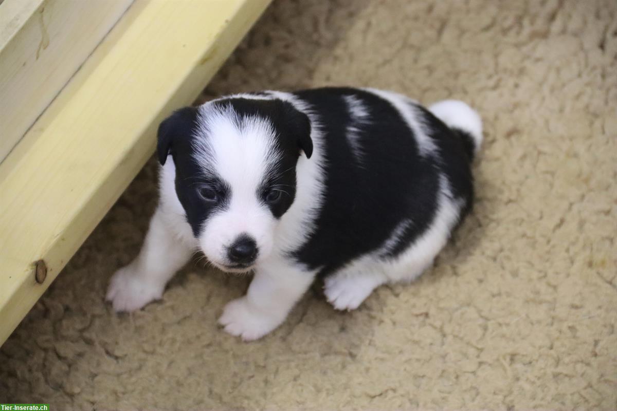 Bild 2: Parson Russell Terrier Welpen in weiss-schwarz