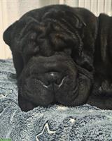 Shar-Pei Rüde abzugeben