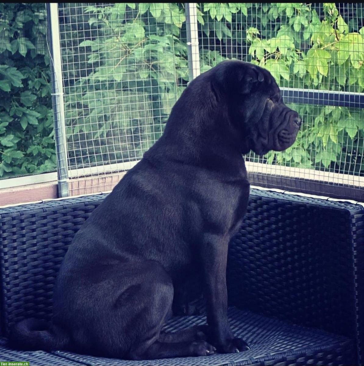 Bild 2: Shar-Pei Rüde abzugeben