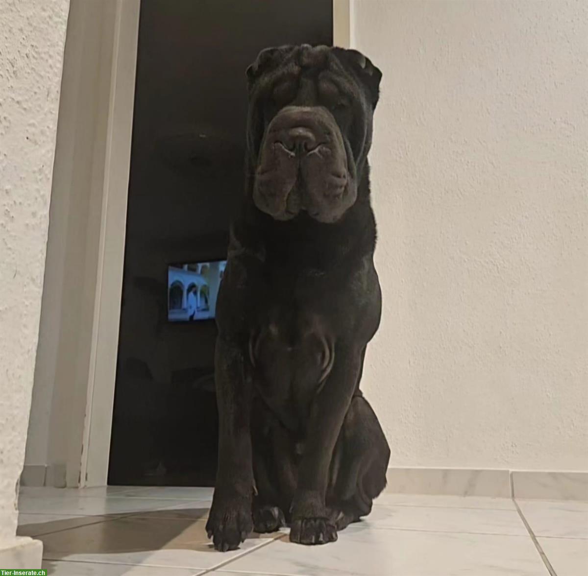 Bild 3: Shar-Pei Rüde abzugeben