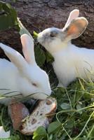 2 Mischlings Kaninchen zu verkaufen