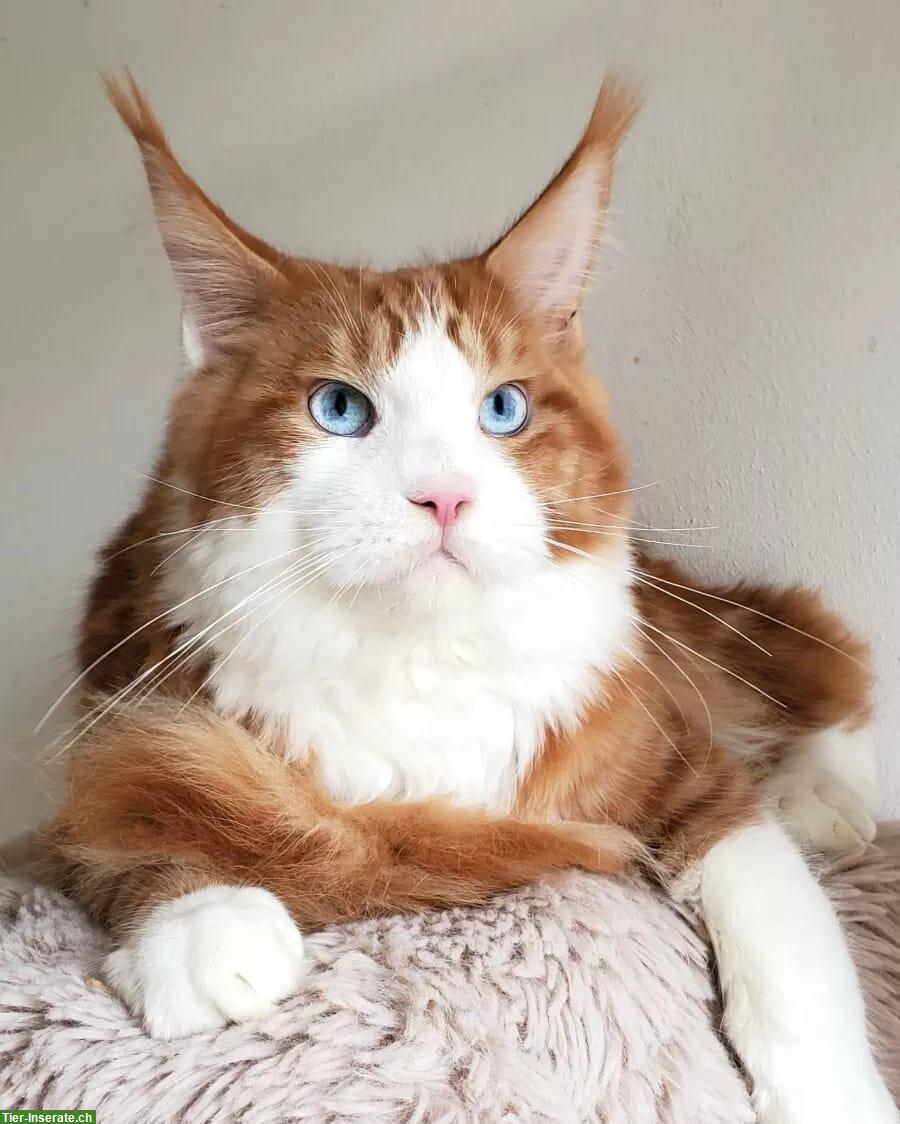 Maine Coon Kater, 2-jährig mit blauen Augen