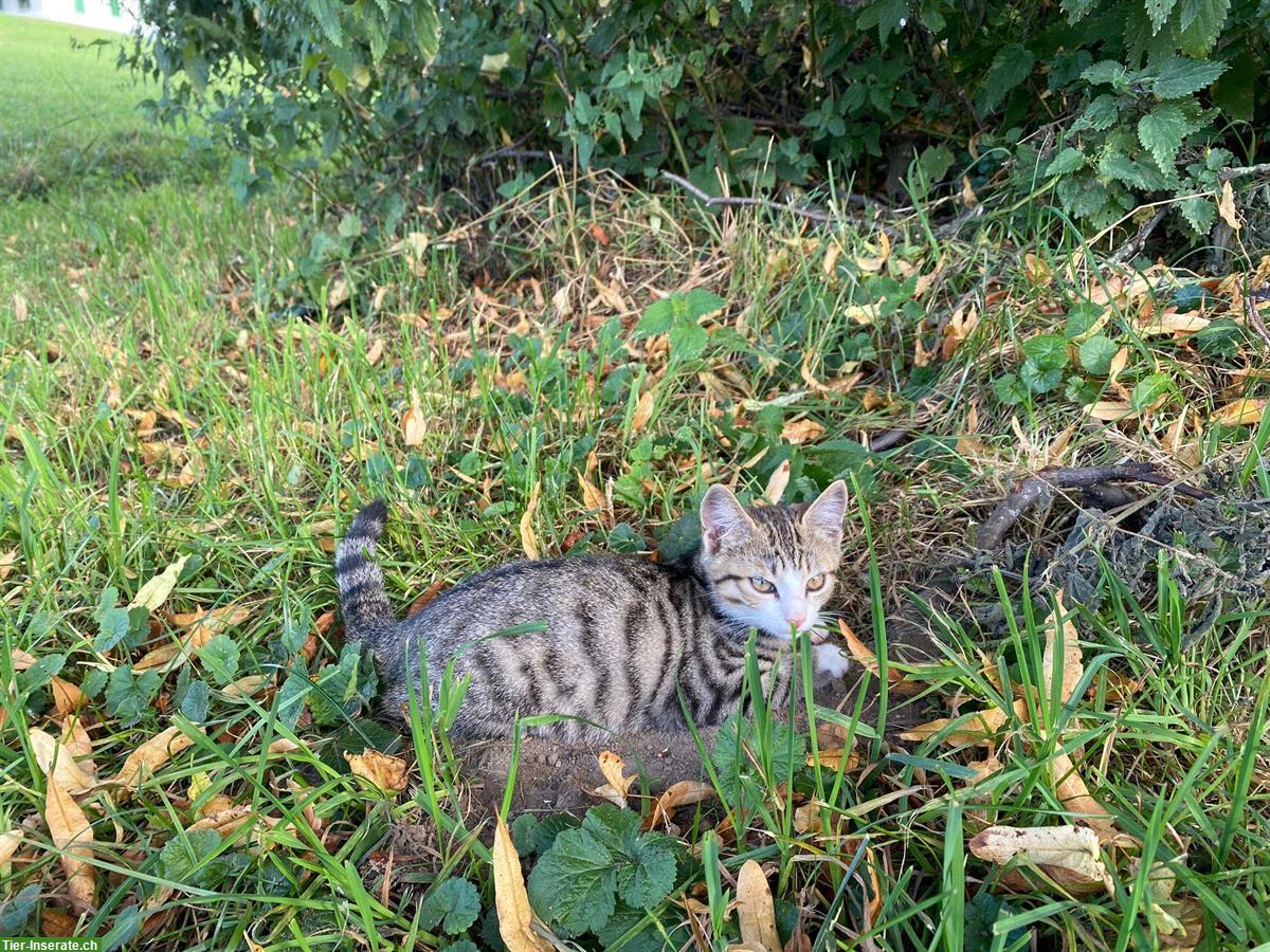 Bild 2: Herziges Tigerli Bengal Mix Kätzchen